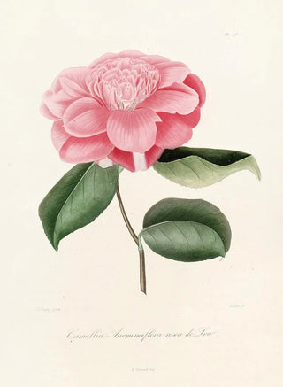 Lorenzo Berlse - Iconographie du genre Camellia Pl016.webp