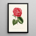Iconographie del genere Camellia Pl018 - Lorenzo Bartolini — quadro incorniciato alla parete
