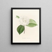 Iconografia del genere Camellia Pl019 - Lorenzo Bartolini — quadro incorniciato alla parete