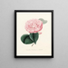 Iconographie del genere Camellia Pl020 - Lorenzo Bartolini — quadro incorniciato alla parete