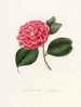 Iconografia del genere Camellia Pl024 - Lorenzo Bartolini — vista dell’opera