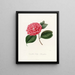 Iconografia del genere Camellia Pl024 - Lorenzo Bartolini — quadro incorniciato alla parete