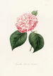 Iconographie del genere Camellia Pl034 - Lorenzo Bartolini — vista dell’opera
