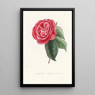 Lorenzo Berlse - Iconographie du genre Camellia Pl047.webp