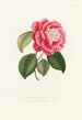 Iconographie del genere Camellia Pl051 - Lorenzo Bartolini — vista dell’opera