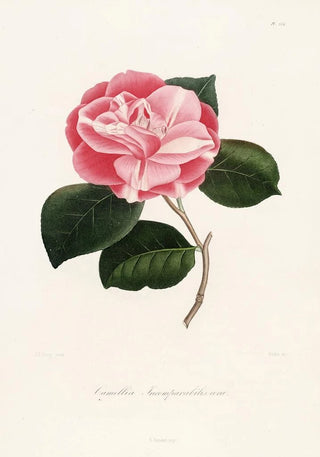 Lorenzo Berlse - Iconographie du genre Camellia Pl054.webp