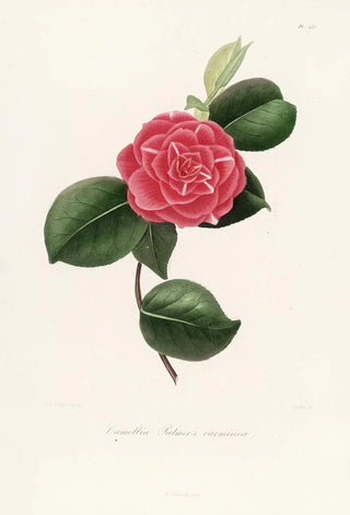 Lorenzo Berlse - Iconographie du genre Camellia Pl057.webp