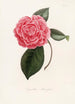 Iconographie del genere Camellia Pl064 - Lorenzo Bartolini — vista dell’opera
