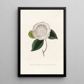 Lorenzo Berlse - Iconographie du genre Camellia Pl065.webp