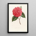 Iconographie del genere Camellia Pl067 - Lorenzo Bartolini — quadro incorniciato alla parete