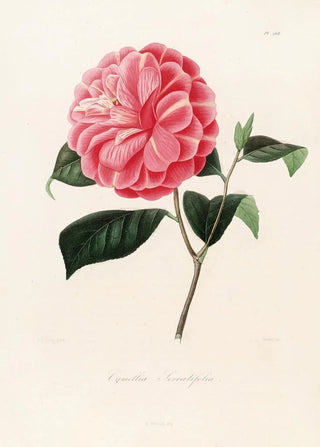 Lorenzo Berlse - Iconographie du genre Camellia Pl068.webp