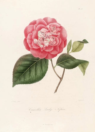 Lorenzo Berlse - Iconographie du genre Camellia Pl076.webp