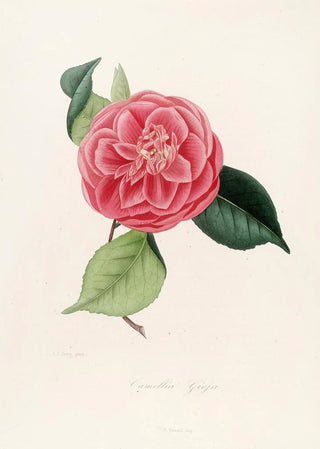 Lorenzo Berlse - Iconographie du genre Camellia Pl077.webp