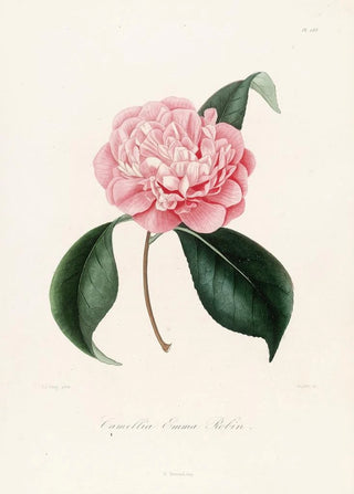 Lorenzo Berlse - Iconographie du genre Camellia Pl083.webp
