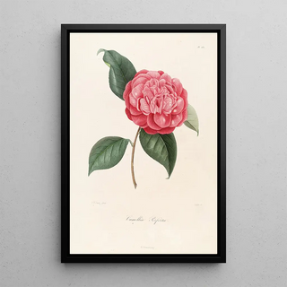 Lorenzo Berlse - Iconographie du genre Camellia Pl085.webp