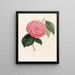 Iconografia del genere Camellia Pl098 - Lorenzo Bartolini — quadro incorniciato alla parete