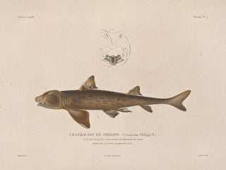 LouisIsidore Duperrey - Voyage autour du monde Pl009.webp
