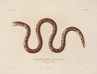 LouisIsidore Duperrey - Voyage autour du monde Pl019.webp