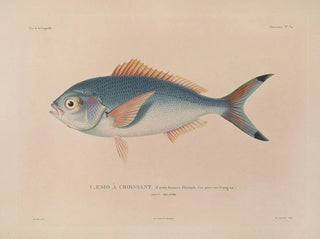 LouisIsidore Duperrey - Voyage autour du monde Pl041.webp