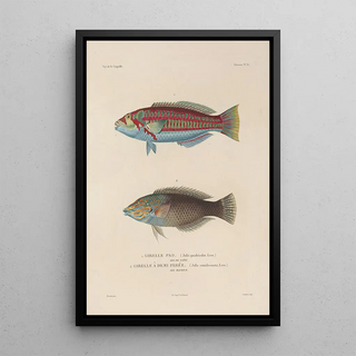 LouisIsidore Duperrey - Voyage autour du monde Pl042.webp