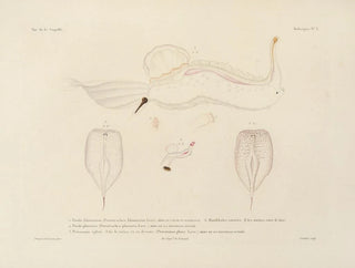LouisIsidore Duperrey - Voyage autour du monde Pl048.webp