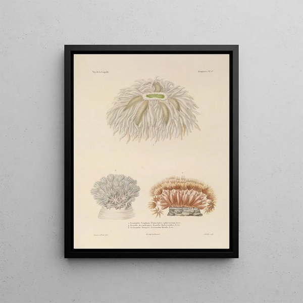 LouisIsidore Duperrey - Voyage autour du monde Pl088.webp