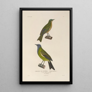 LouisIsidore Duperrey - Voyage autour du monde Pl124.webp