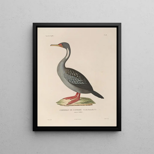 LouisIsidore Duperrey - Voyage autour du monde Pl154.webp