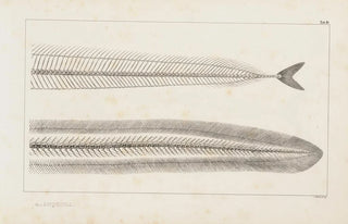 Louis Agassiz - Recherches sur les poissons fossiles Pl005.webp