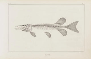 Louis Agassiz - Recherches sur les poissons fossiles Pl010.webp