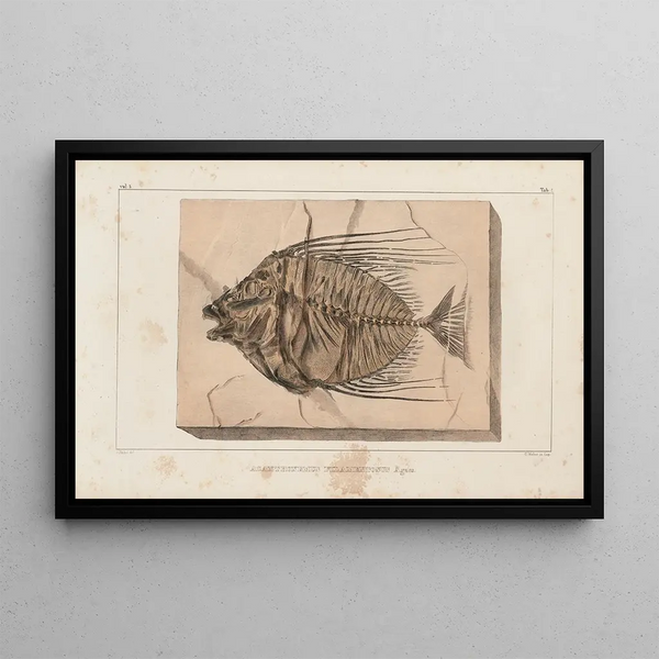 Ricerche sui pesci fossili Pl017 - Louis Agassiz — quadro incorniciato alla parete