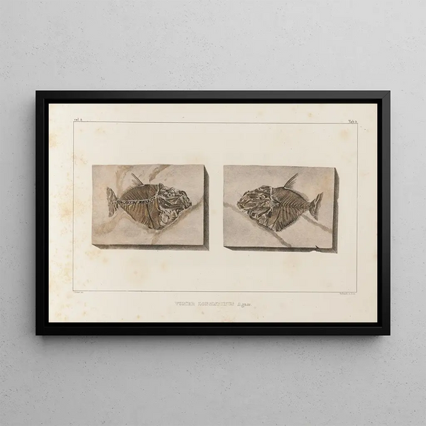 Ricerche sui pesci fossili Pl018 - Louis Agassiz — quadro incorniciato alla parete