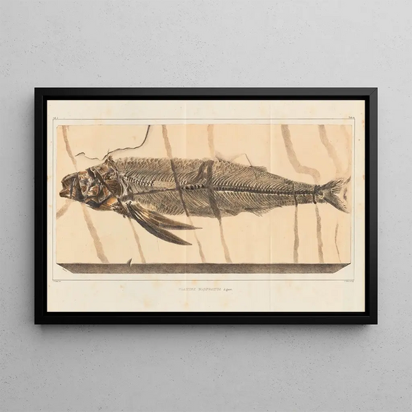 Ricerche sui pesci fossili Pl028 - Louis Agassiz — quadro incorniciato alla parete