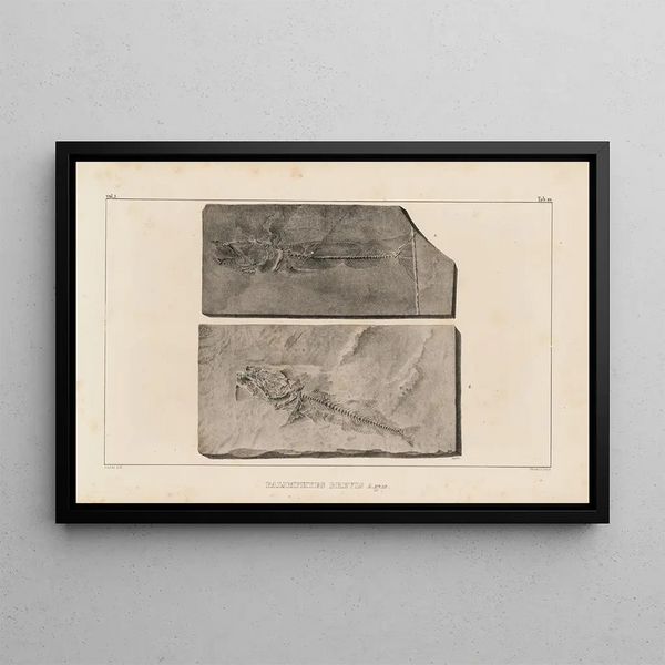 Ricerche sui pesci fossili Pl034 - Louis Agassiz — quadro incorniciato alla parete