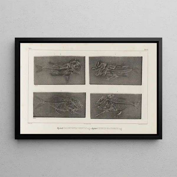 Ricerche sui pesci fossili Pl035 - Louis Agassiz — quadro incorniciato alla parete