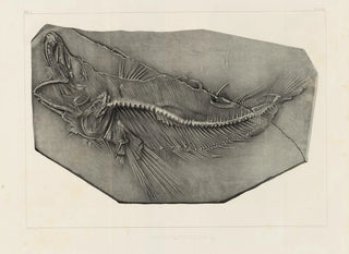 Louis Agassiz - Recherches sur les poissons fossiles Pl037.webp