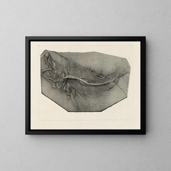 Ricerche sui pesci fossili Pl. 037 - Louis Agassiz — quadro incorniciato alla parete