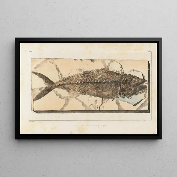 Ricerche sui pesci fossili Pl040 - Louis Agassiz — quadro incorniciato alla parete