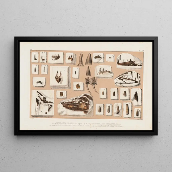 Louis Agassiz - Recherches sur les poissons fossiles Pl043.webp