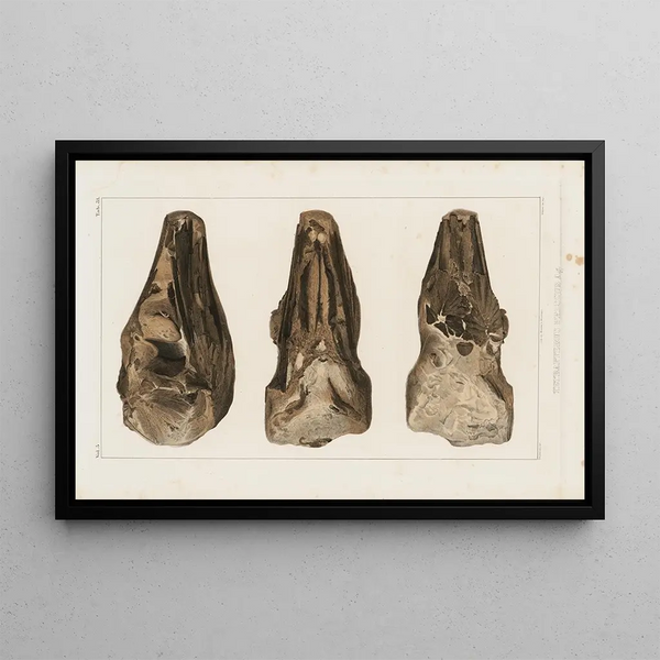 Louis Agassiz - Recherches sur les poissons fossiles Pl049.webp