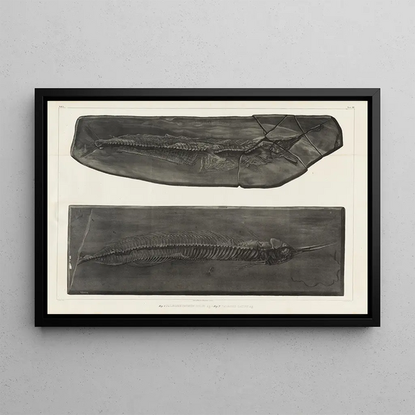 Ricerche sui pesci fossili Pl050 - Louis Agassiz — quadro incorniciato alla parete