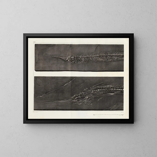 Ricerche sui pesci fossili - Louis Agassiz — quadro incorniciato alla parete