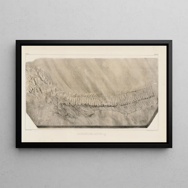 Louis Agassiz - Recherches sur les poissons fossiles Pl056.webp