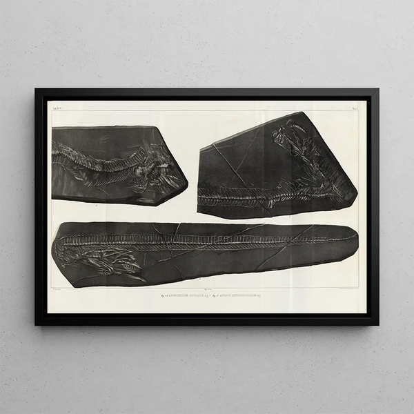 Ricerche sui Pesci Fossili Pl058 - Louis Agassiz — quadro incorniciato alla parete
