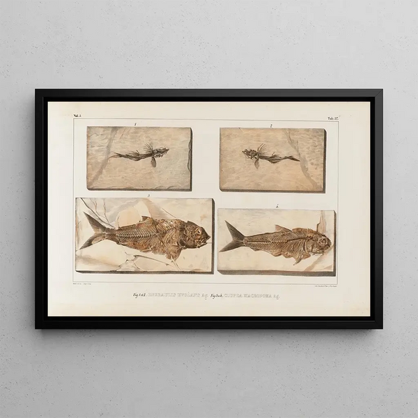 Ricerche sui pesci fossili Pl059 - Louis Agassiz — quadro incorniciato alla parete