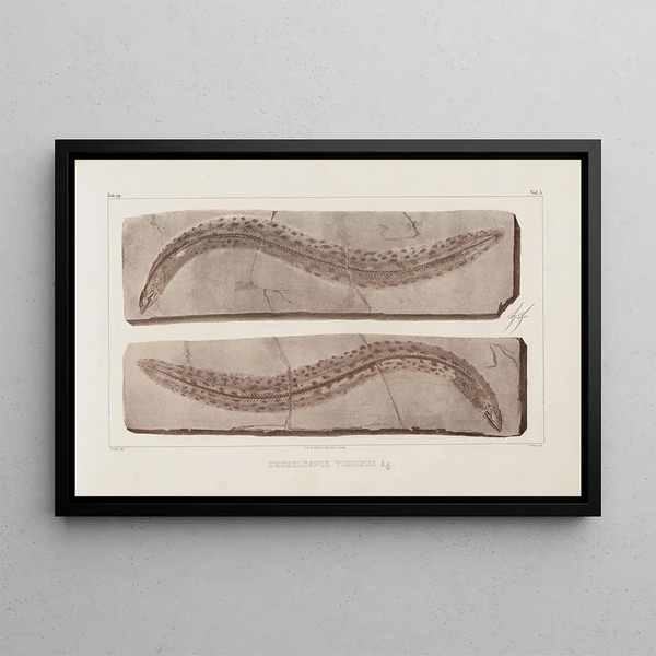 Louis Agassiz - Recherches sur les poissons fossiles Pl071.webp