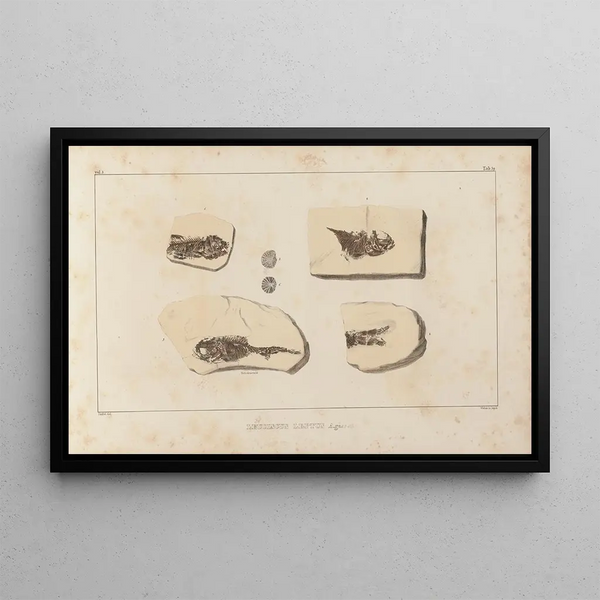 Ricerche sui pesci fossili Pl083 - Louis Agassiz — quadro incorniciato alla parete