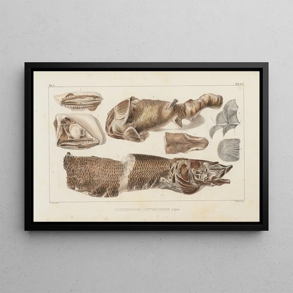 Ricerche sui pesci fossili Pl086 - Louis Agassiz — quadro incorniciato alla parete