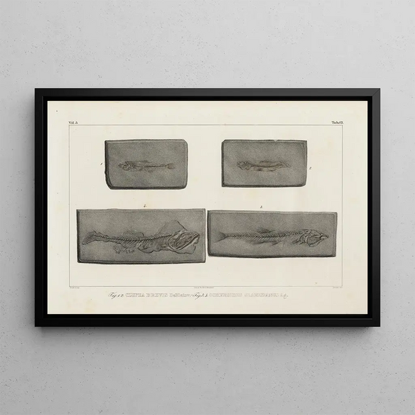 Ricerche sui pesci fossili Pl090 - Louis Agassiz — quadro incorniciato alla parete