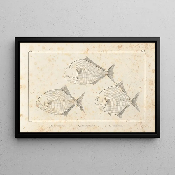 Louis Agassiz - Recherches sur les poissons fossiles Pl099.webp